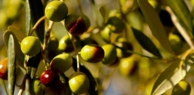 Proces produkcji oliwy z oliwek